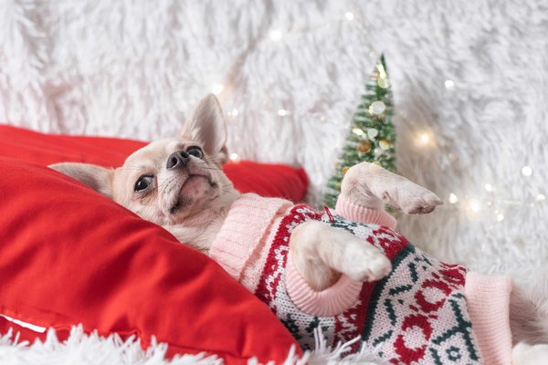 Que faut-il savoir sur les pulls pour chien ?