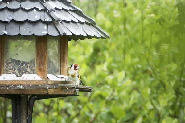 Les mangeoires pour oiseaux à suspendre et leurs bienfaits écologiques