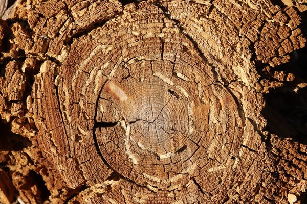 Infestation de vrillette : comment s'en débarrasser ?