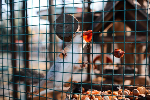 Quels sont les différents types de volières extérieures disponibles ?