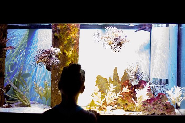 Comment choisir et entretenir un aquarium combattant ?