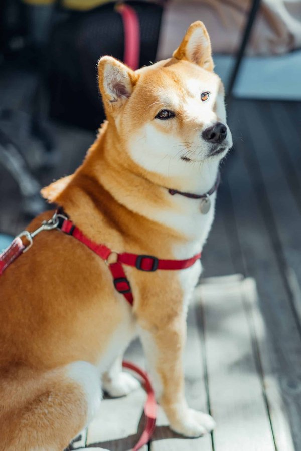 Informations sur l'élevage de shiba inu : conseils d'hygiène et alimentation