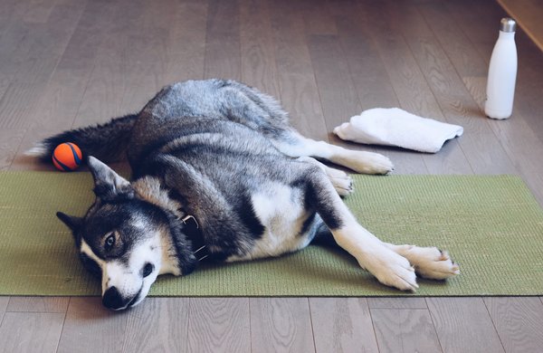 Les différents types de tapis pour chien et leurs avantages