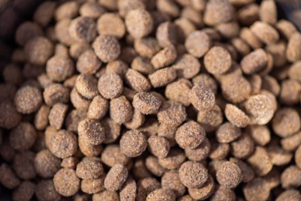 Astuces pour mieux choisir les croquettes chiens et chats de qualité
