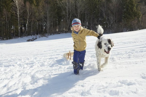 Les animaux de compagnie : quelle est leur importance et que dit l'actualité à leur sujet ?