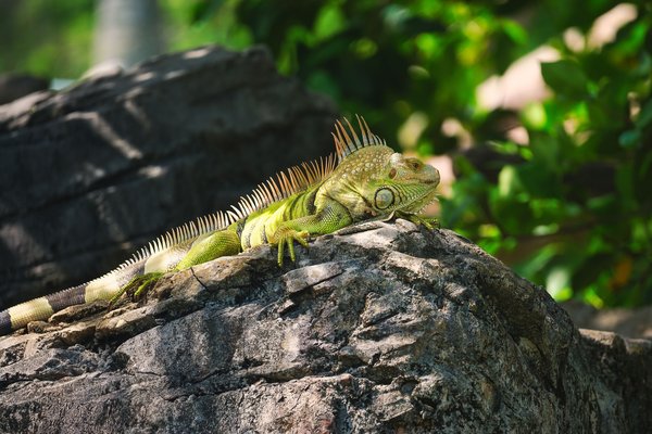 Comment créer un plan de soins vétérinaires pour un iguane