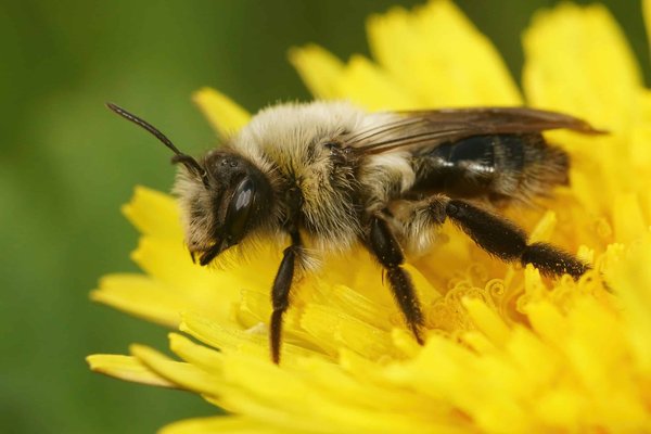 Comment les abeilles solitaires choisissent-elles leurs sites de nidification ?