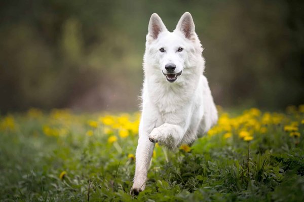 Le berger blanc suisse : comment bien l'entretenir ?