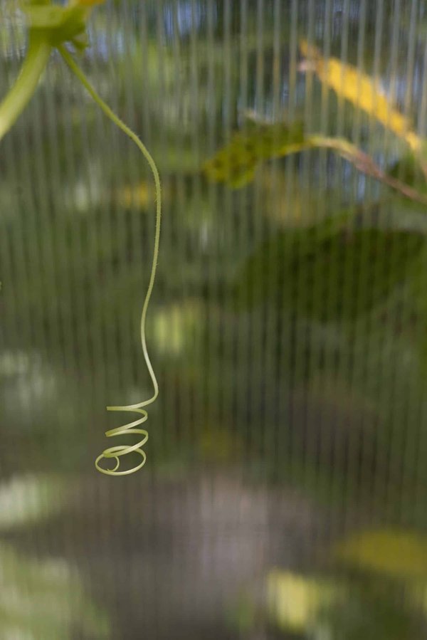 Quelles sont les adaptations des animaux pour vivre dans des milieux salins comme les mangroves ?