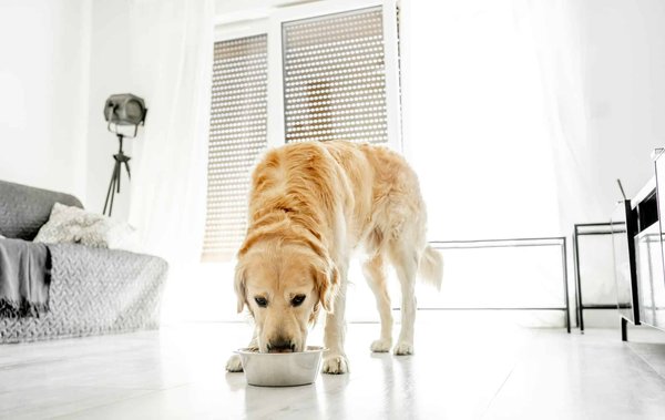 Les avantages d'une alimentation bio pour votre chien