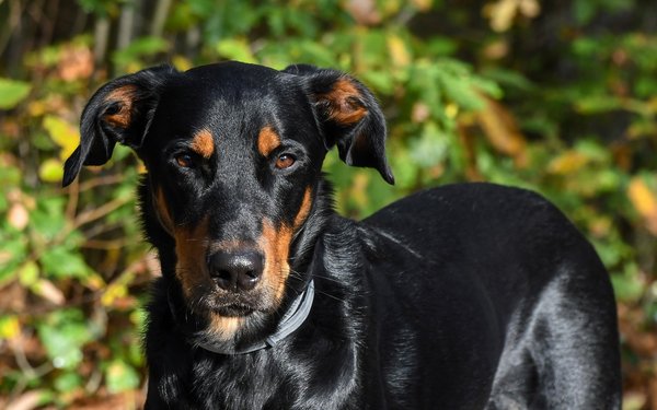 Conseils pour l'entraînement efficace d'un beauceron croisé labrador