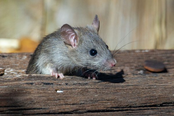Recettes de grand-mère pour tuer les rats : mythes et réalités sur leur efficacité