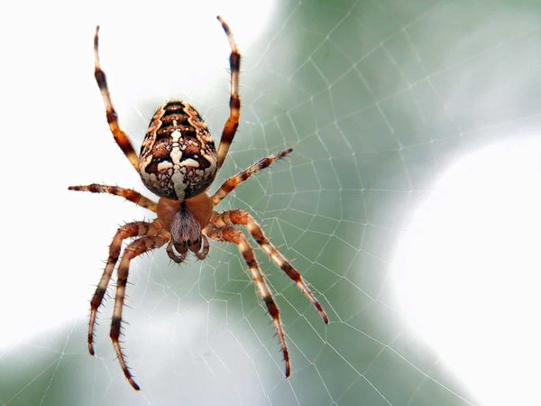 Araignée noire et jaune : tout ce que vous devez savoir sur cette espèce arachnide